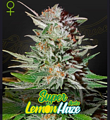 картинка Super Lemon Haze Auto  от магазина Semki